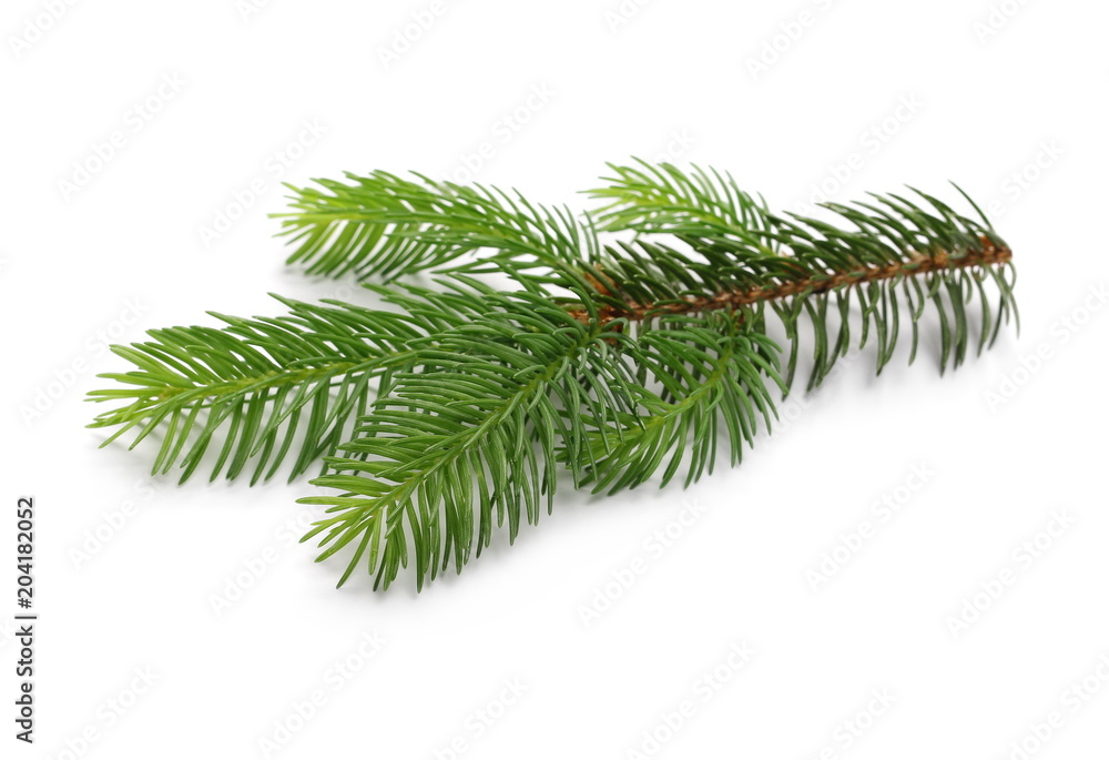 Pine branch isolated on white background Pine branch isolated on white background