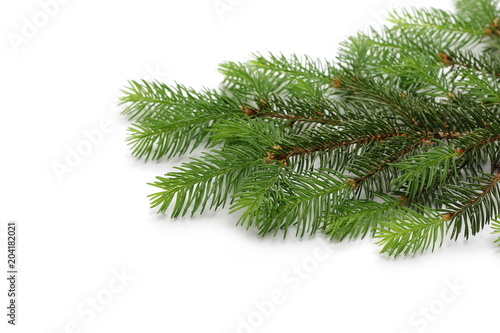 Pine branch isolated on white background