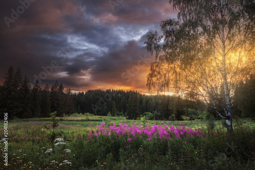 forest glade with wild pink flowers on sunset backgroundrs