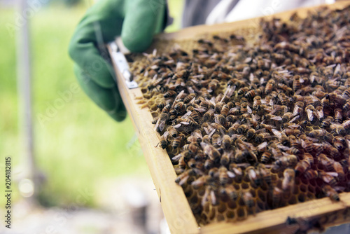 Japanese honey bee flocking in bee's nest