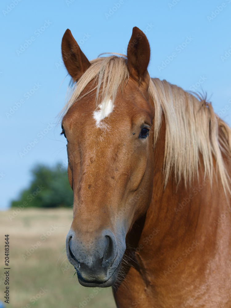 Chestnut Horse Head Shot Chestnut Horse Head Shot