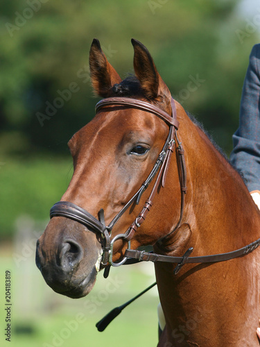 Horse Headshot in Bridle