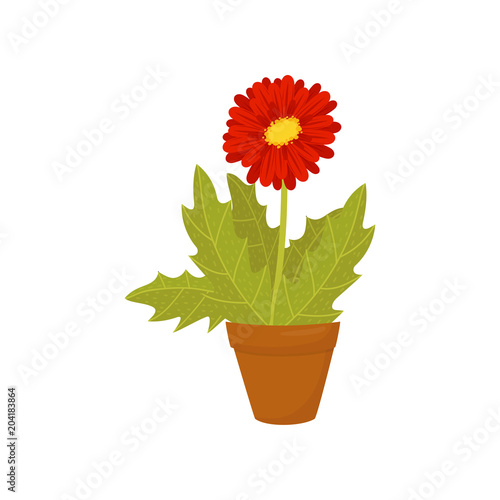Gerbera daisy with red blooming flower and green leaves. Flat vector icon of home potted plant. Beautiful houseplant for interior