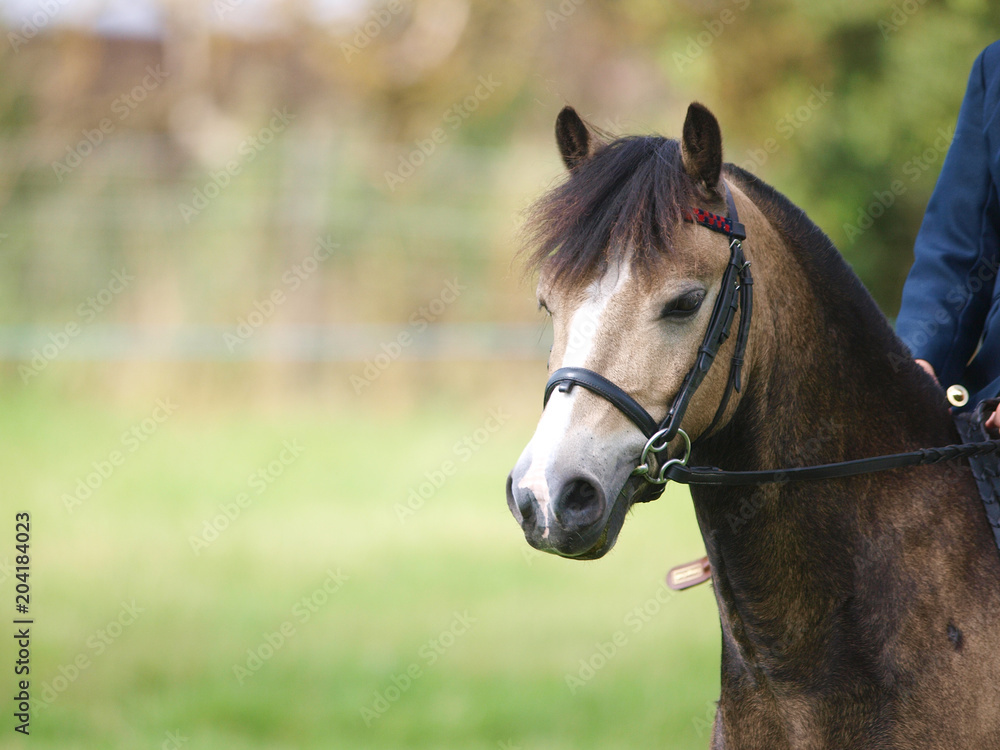Obraz premium Horse Headshot in Bridle