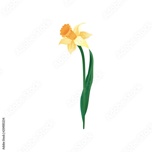 Vector icon of blooming narcissus with yellow petals and orange cup in center. Beautiful spring flower. Nature theme