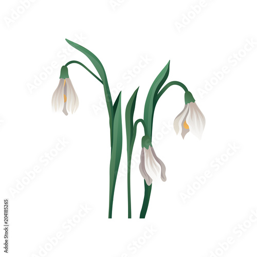Hand drawn vector icon of beautiful snowdrop. Early spring bell shaped flower with white petals and green leaves. Herbaceous plant