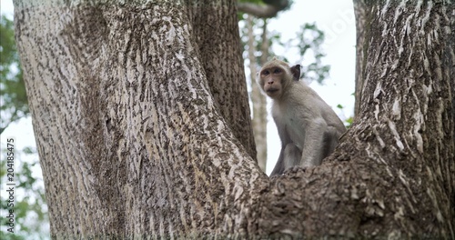 A small monkey sits on a tree. The monkey walks in the park. A monkey in the park sits on a tree.  © Ruslan