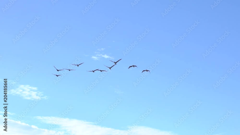 A group of birds flying in slow motion over the camera in a peaceful and free pace. A group of birds flying in slow motion over the camera in a peaceful and free pace.