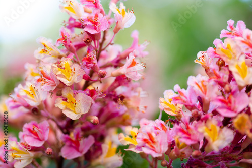 Pink chestnut tree, Aesculus × carnea, or red horse-chestnut blossoming flowers photo