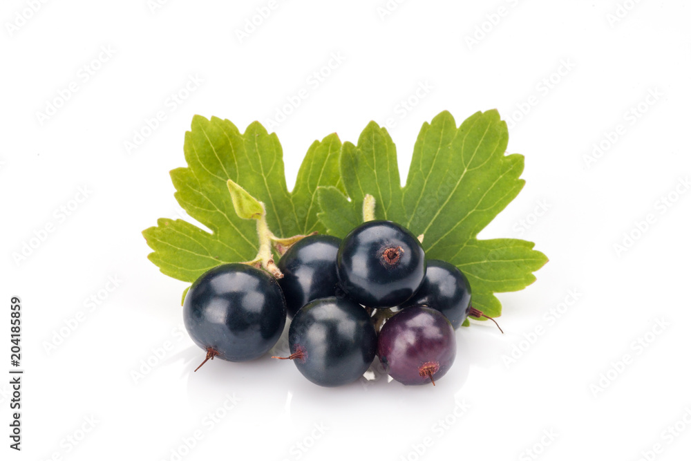 Blackcurrant on white Blackcurrant on white