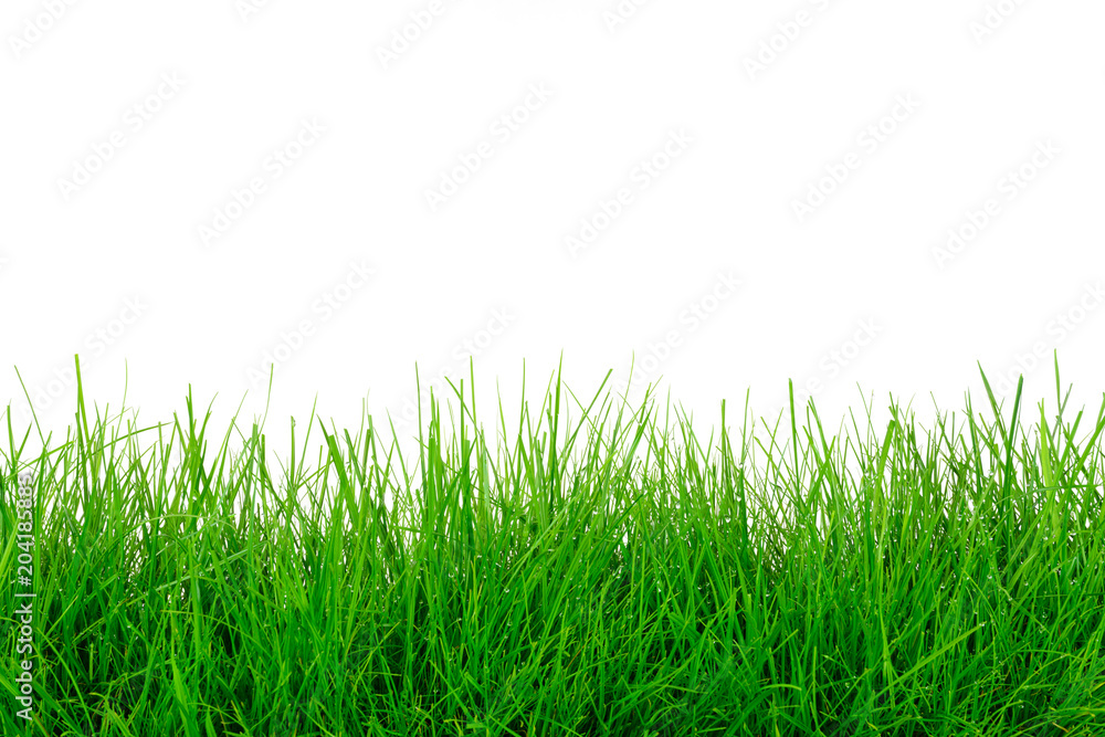 Natural green grass meadow isolated on a white background in close-up with copy space ( high details) Natural green grass meadow isolated on a white background in close-up with copy space ( high details)
