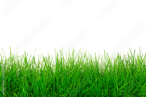 Natural green grass meadow isolated on a white background in close-up with copy space ( high details)