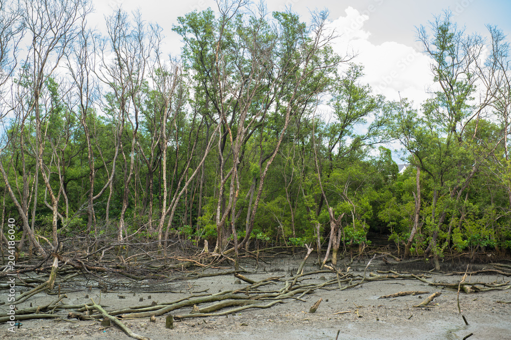 Fototapeta premium Mangrove forest destroyed in Thailand