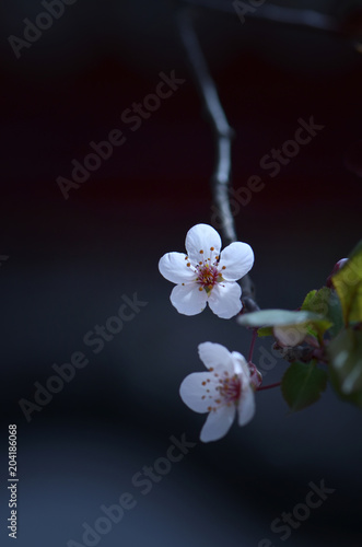 Prunus Cerasifera	