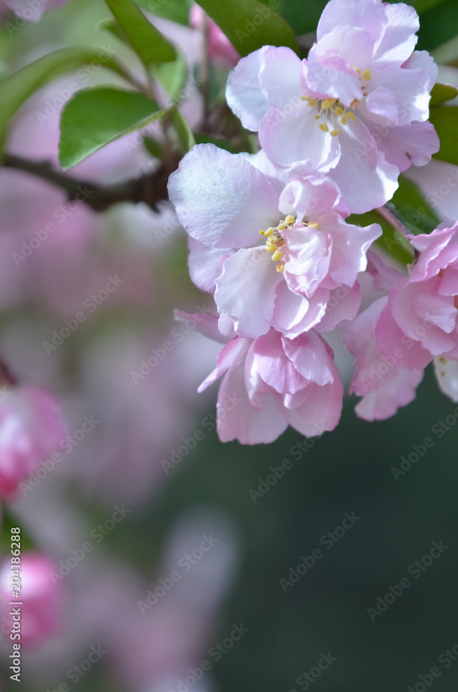 midget crabapple,shijiazhuang,china