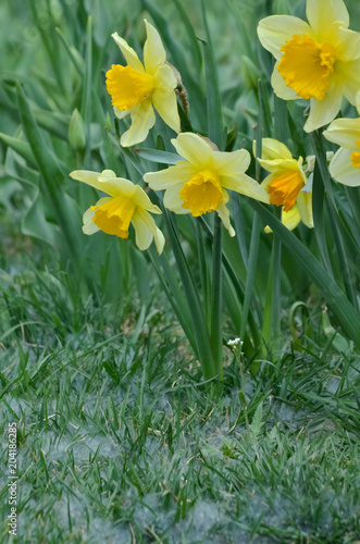 daffodils,shijiazhuang,china