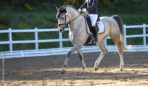 Horse mold with rider in a dressage test in the gait step with lifted leg, photographed in the neckline..