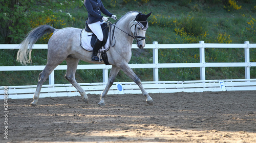 Horse horse with rider in a dressage test in the gait trot with straight leg..