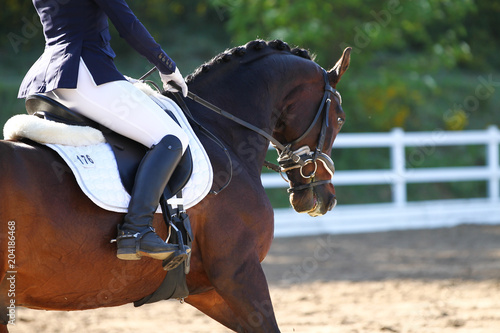 Horse brown in portraits during a dressage test, taken from diagonally behind in the neck in a gallop..