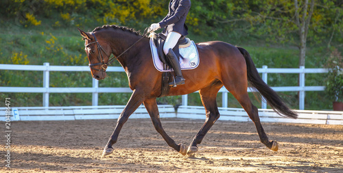 Horse Braun in a dressage test, photographed in trot in the floating phase..