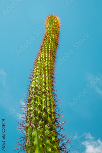 Saguaro cactus against blue sky looking up view angle in desert
