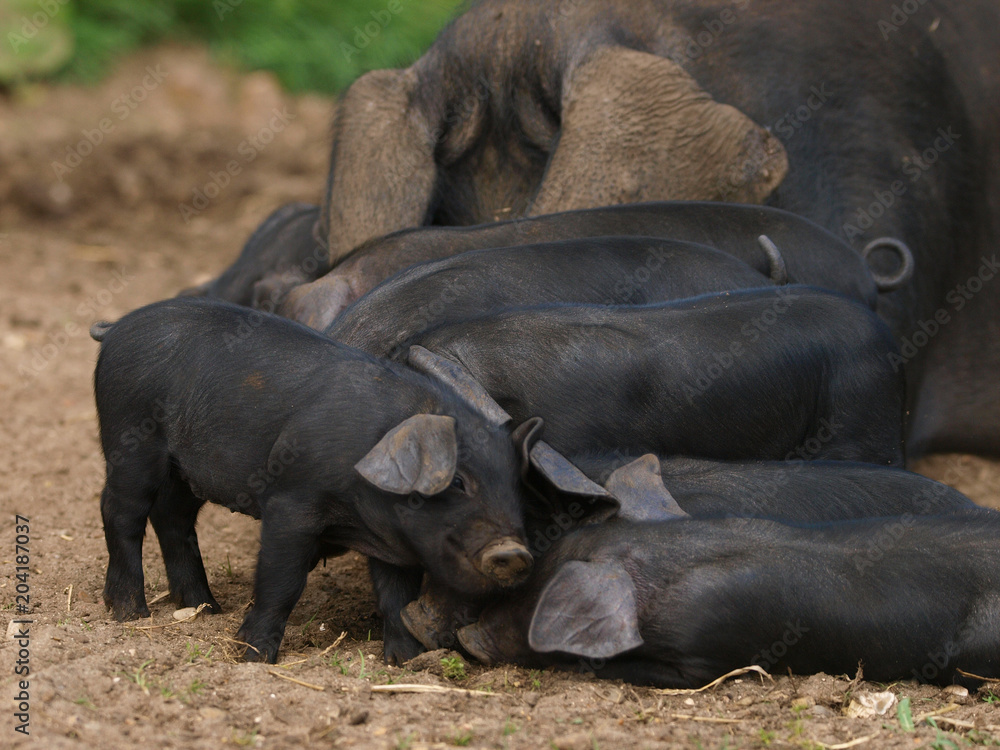 Baby Pigs Baby Pigs