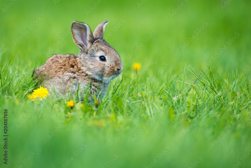Fototapeta premium Cute little hare with a dandelion flower sitting in the grass. Picturesque habitat, life in the meadow.