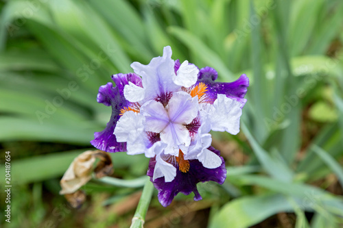 Fototapeta Naklejka Na Ścianę i Meble -  iris