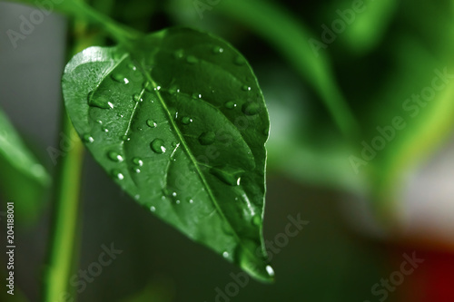 Large beautiful drops of transparent rain water on a green leaf macro. Drops of dew in the morning glow in the sun. Beautiful leaf texture in nature. Natural background.