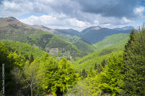 Mountain valley with woods in summer