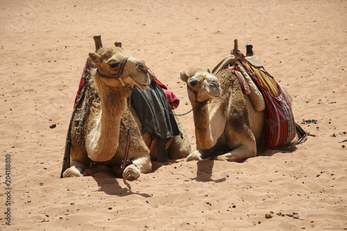 Camels rest on the sand in the desert Wadi Rum,Jordan.