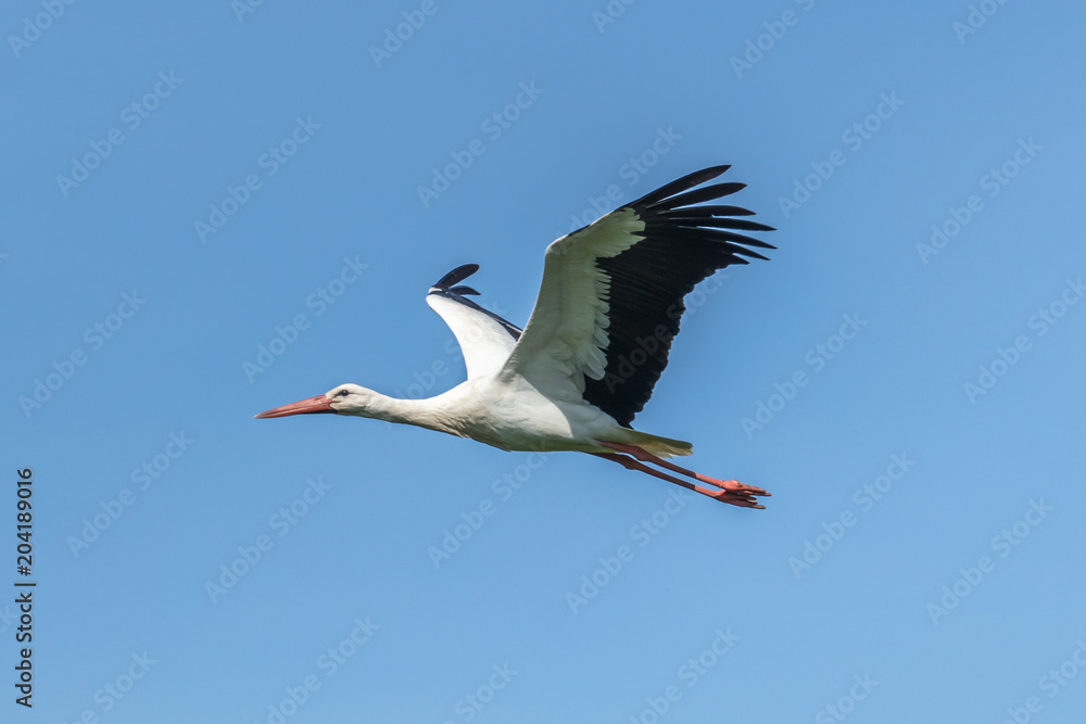 Fototapeta premium weißstorch