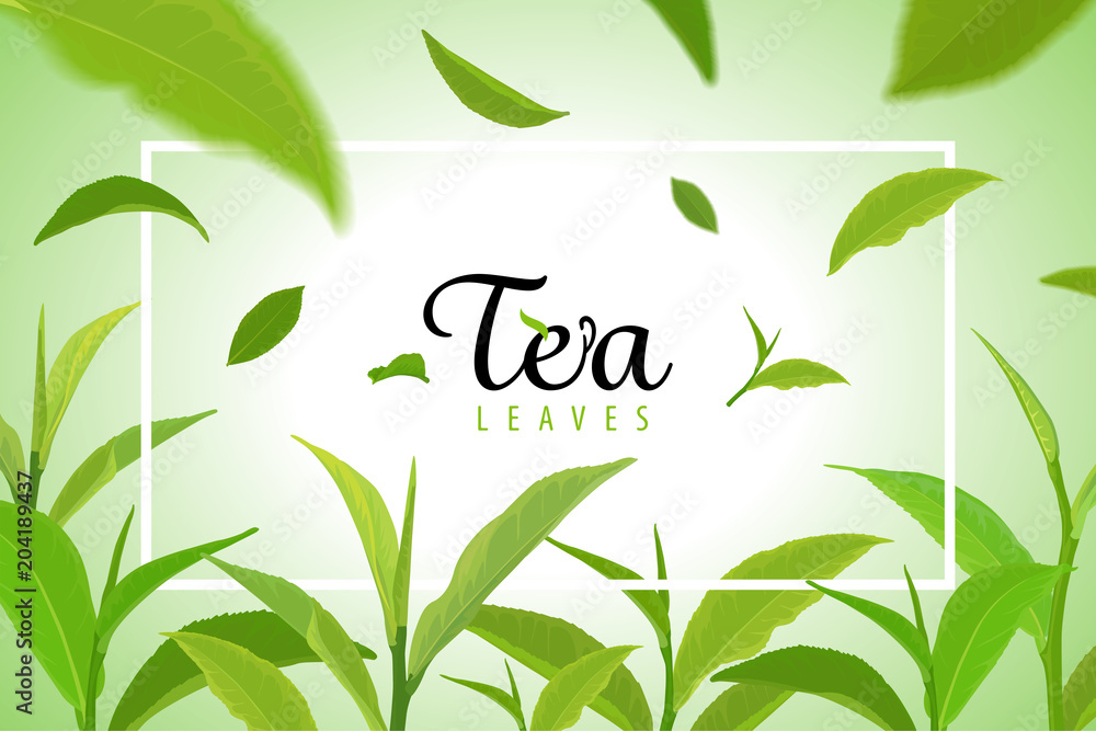 Beautiful frame with branch of green tea leaves on green background template. Vector set of element for advertising, packaging design of tea products. Beautiful frame with branch of green tea leaves on green background template. Vector set of element for advertising, packaging design of tea products.