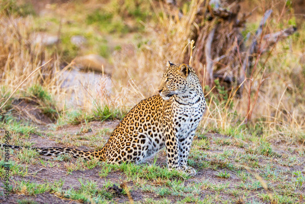 Obraz premium The African leopard portrait.