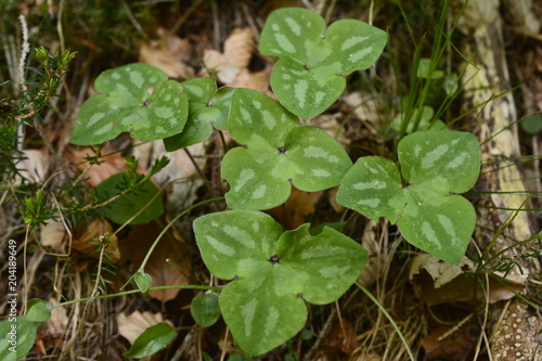 Wallpaper Mural fiori del sottobosco delle prealpi Torontodigital.ca