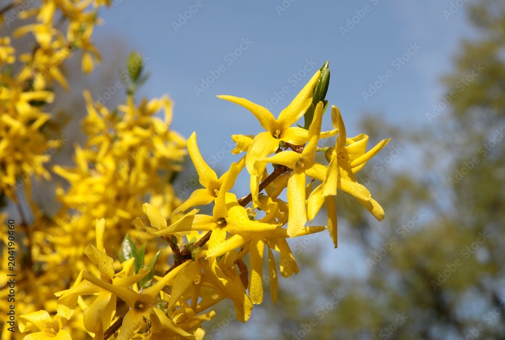 Obraz premium yellow flowers of forsythia bush at spring