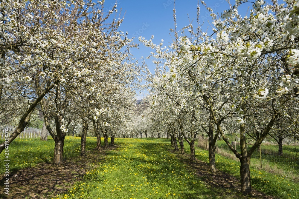 Cherry blossom, fruit plantation, Obereggenen, Markgraflerland, Black Forest, Baden-Wurttemberg, Germany, Europe Cherry blossom, fruit plantation, Obereggenen, Markgraflerland, Black Forest, Baden-Wurttemberg, Germany, Europe
