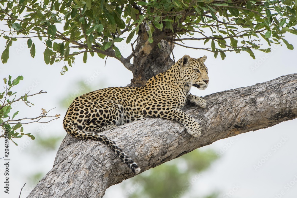 Leopard (Panthera pardus), lying on tree on the lookout, Peter's Pan, Savuti, Chobe National Park, Chobe District, Botswana, Africa Leopard (Panthera pardus), lying on tree on the lookout, Peter's Pan, Savuti, Chobe National Park, Chobe District, Botswana, Africa