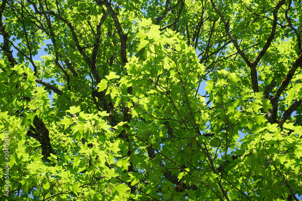 Fototapeta premium Bergahornzweige im Frühling