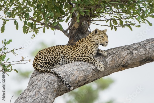 Leopard (Panthera pardus), lying on tree on the lookout, Peter's Pan, Savuti, Chobe National Park, Chobe District, Botswana, Africa