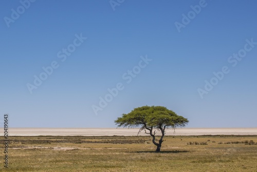 Grassland with umbrella thorn acacia in front of salt pan, Etosha National Park, Namibia, Africa photo