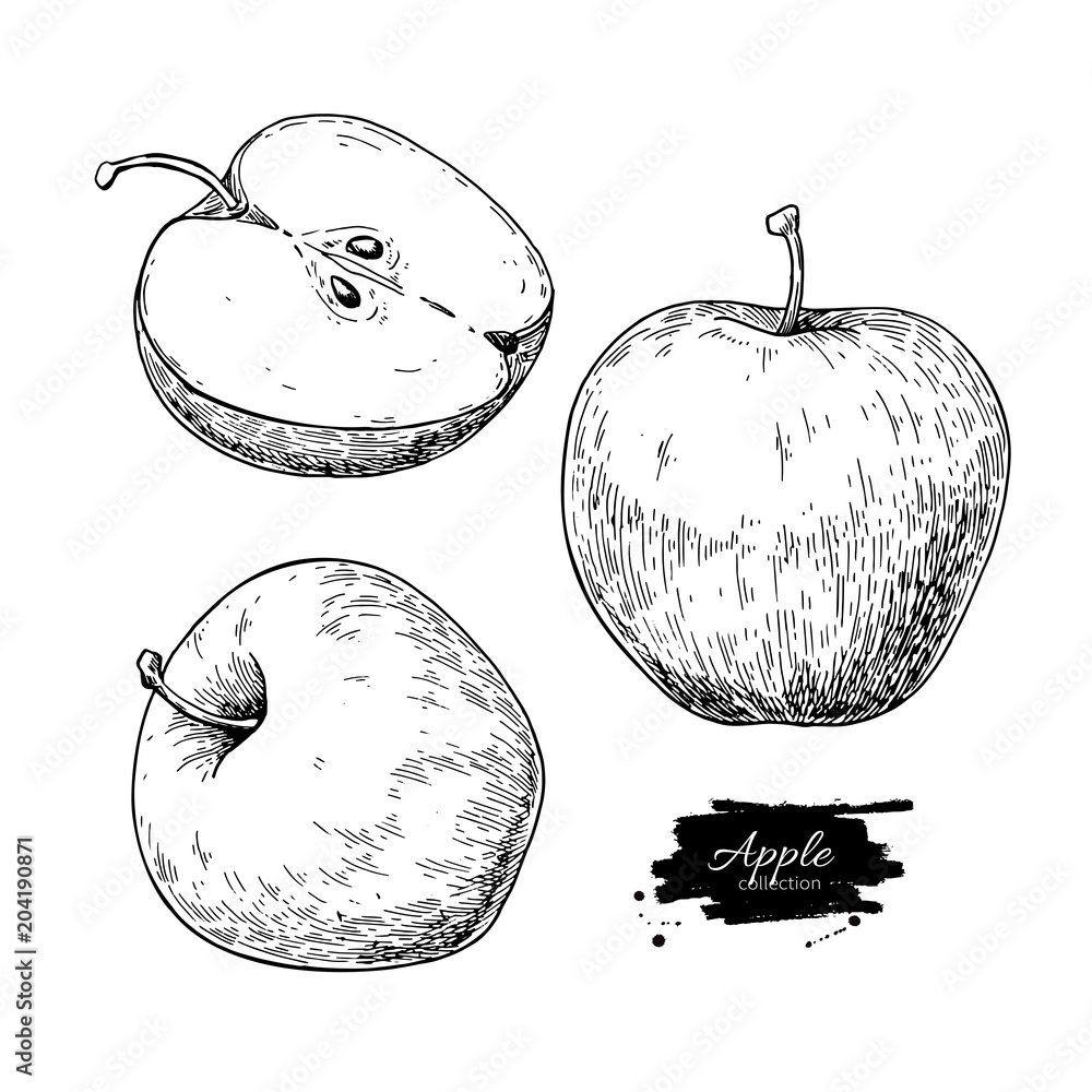 Apple vector drawing. Hand drawn fruit and sliced pieces. Summer Stock