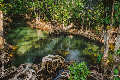 Clear stream in mangrove forests, Krabi province Thailand.