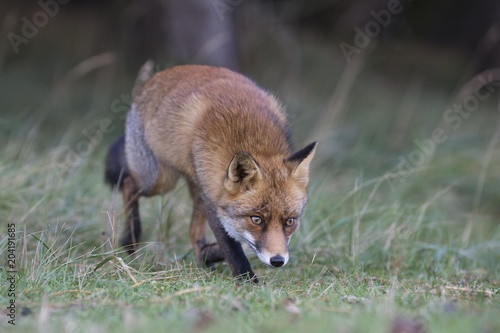 Red fox (Vulpes vulpes) on the stalk, North Holland, Netherlands