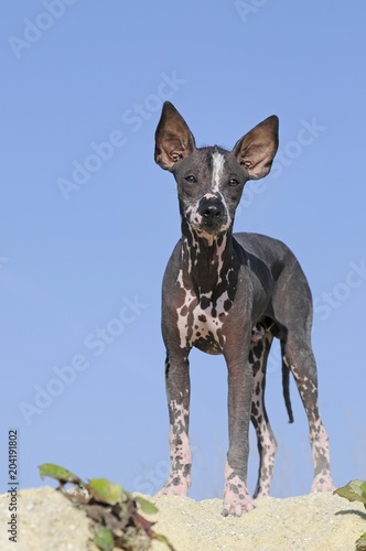Perro sin pelo del Peru, Peruvian hairless dog, young animal