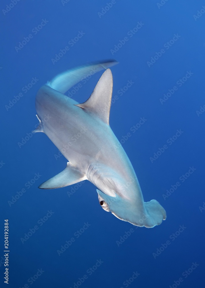 Scalloped Hammerhead (Sphyrna lewini) swims in the open sea, Red Sea, Egypt, Africa Scalloped Hammerhead (Sphyrna lewini) swims in the open sea, Red Sea, Egypt, Africa