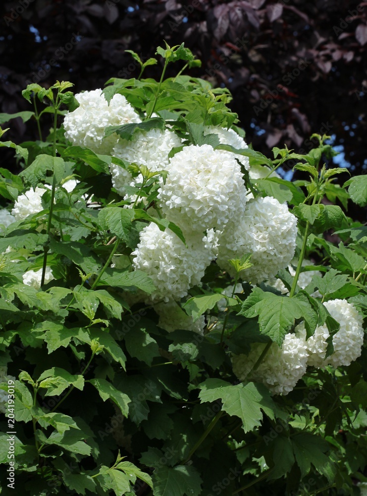 Viburnum opulus bush with white flowers