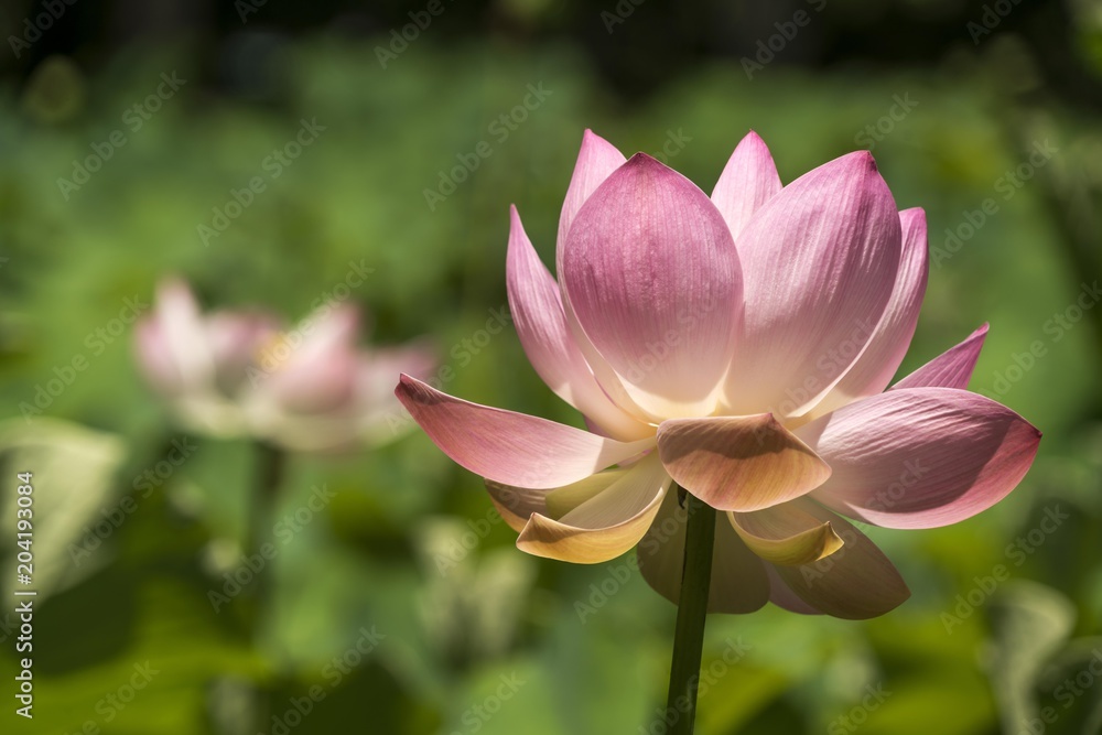 Indian Lotus (Nelumbo nucifera), Mauritius, Africa Indian Lotus (Nelumbo nucifera), Mauritius, Africa