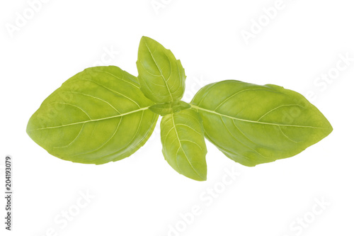 Basilikum Blätter