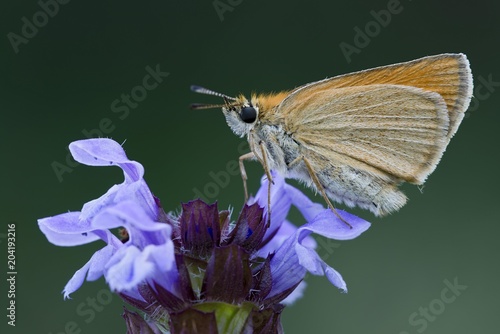 Essex skipper (Thymelicus lineola) on blossom, Tyrol, Austria, Europe photo